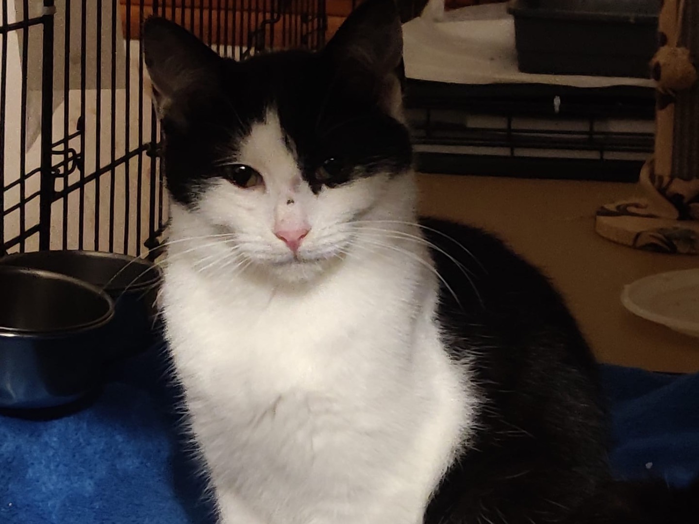 Adozione gatto, femmina, Razza sconosciuta Razza sconosciuta, 5 mesi, taglia non valida, Padova