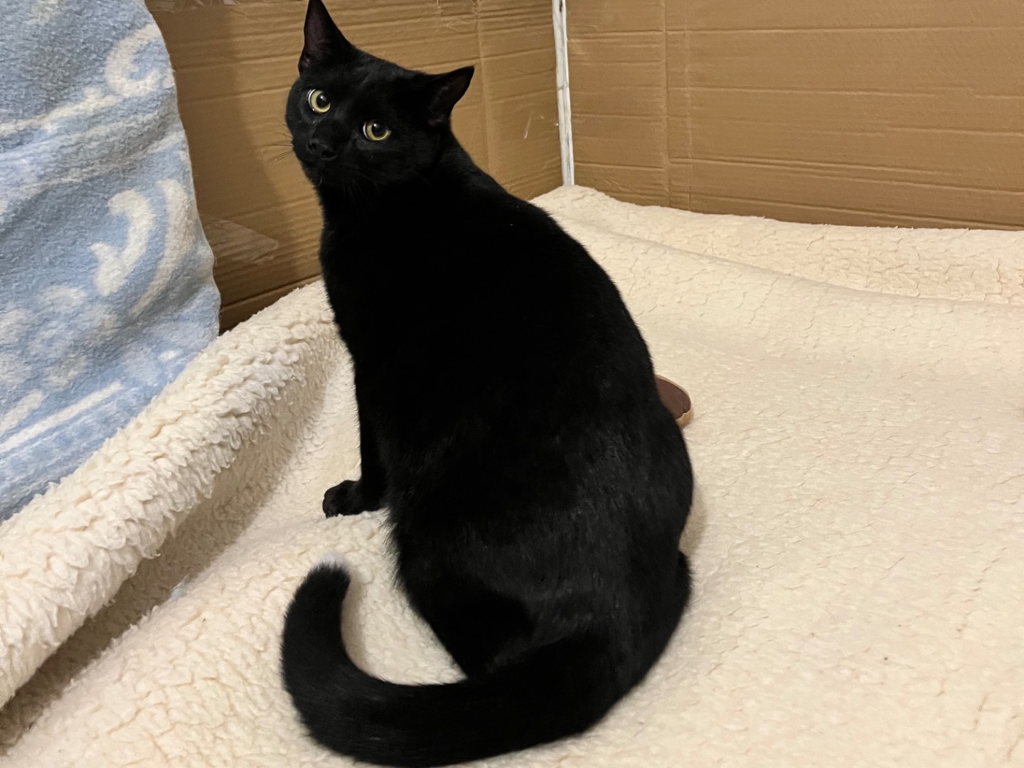 Adozione gatto, maschio, Razza sconosciuta Razza sconosciuta, 1 anno, taglia non valida, Padova