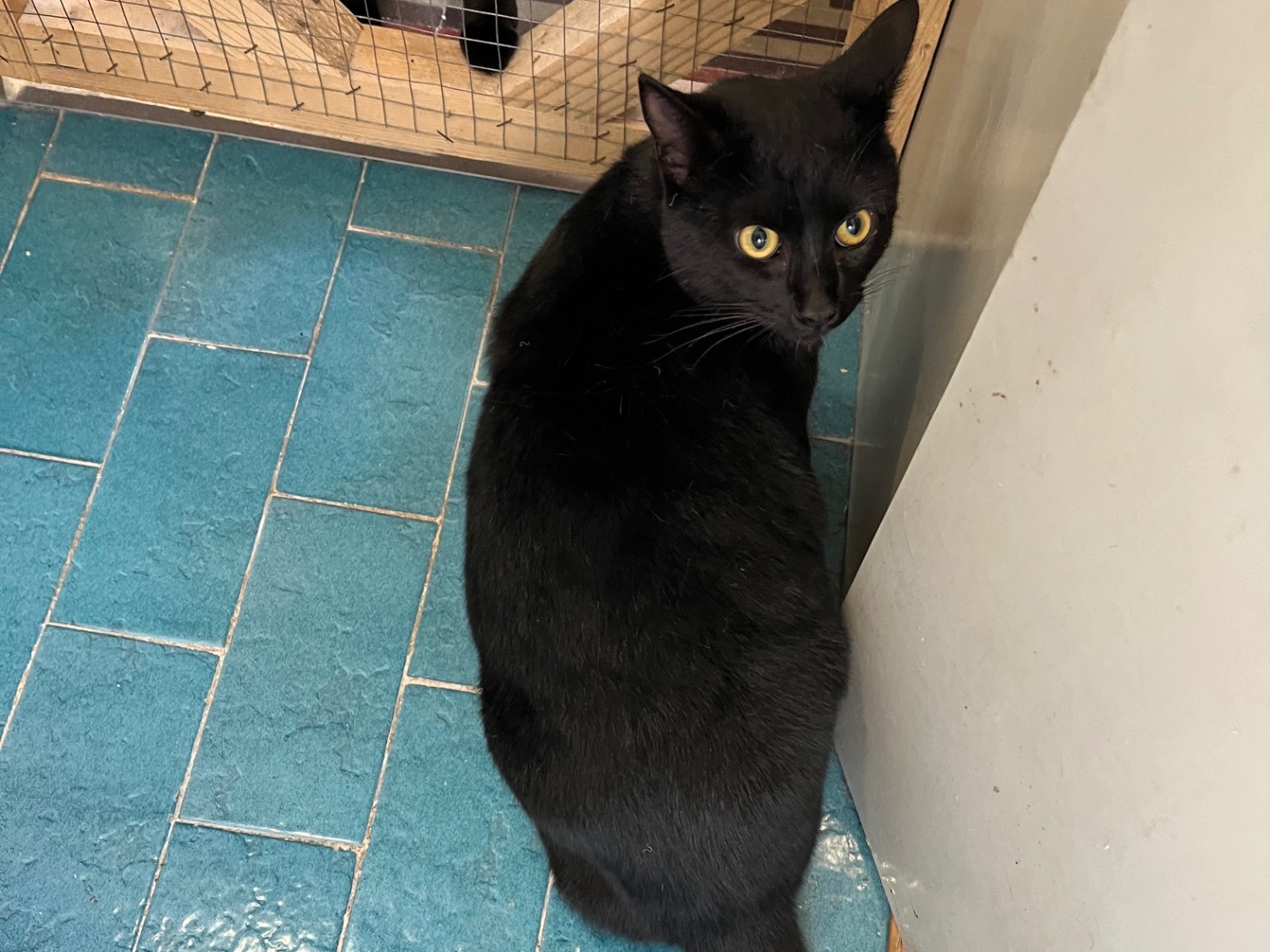 Adotta un gatto, maschio, 1 anno, Padova