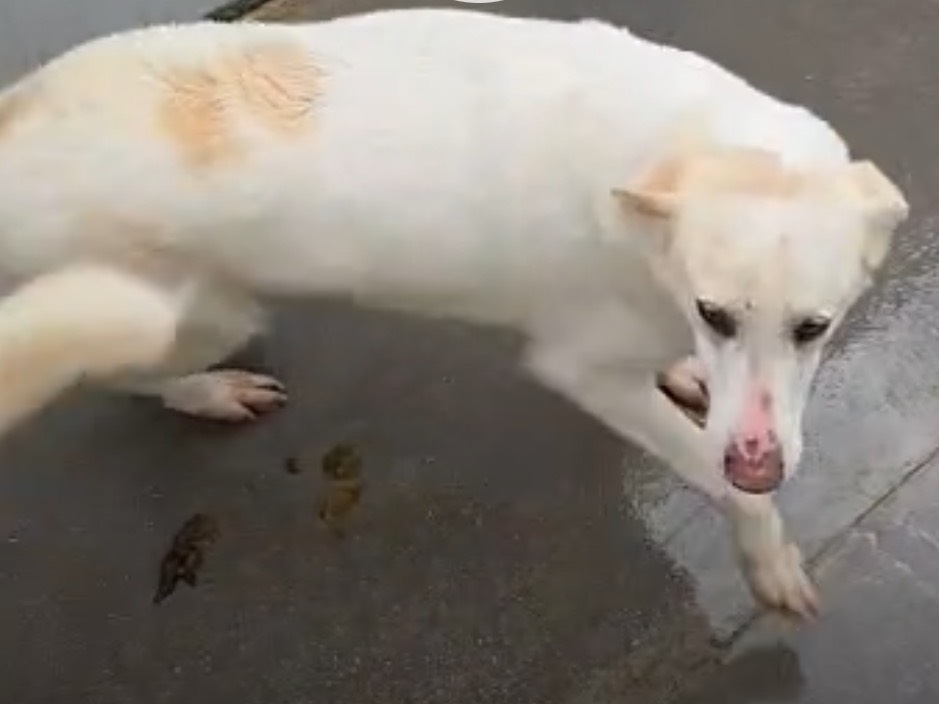 Adozione cane, femmina, Razza sconosciuta Razza sconosciuta, 7 anni e 2 mesi, taglia media, Latina