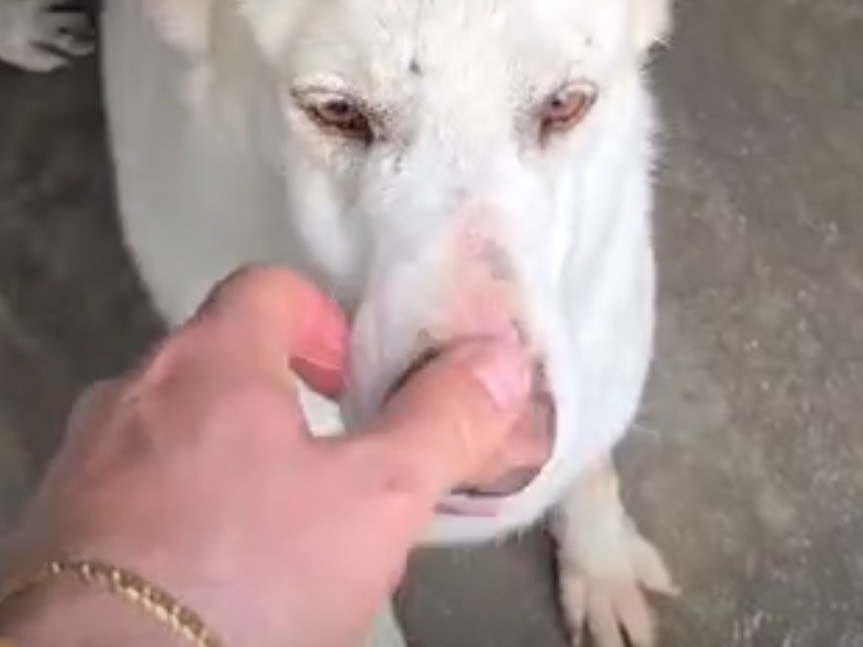 Adotta un cane, femmina, 7 anni e 2 mesi, Latina