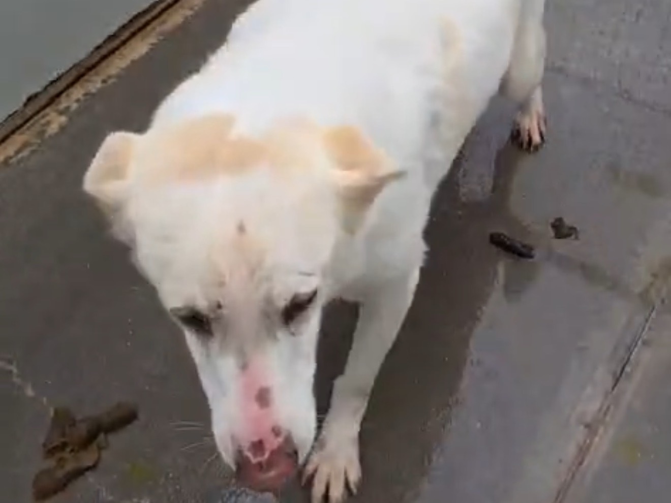 Adotta un cane, taglia media, femmina, Latina