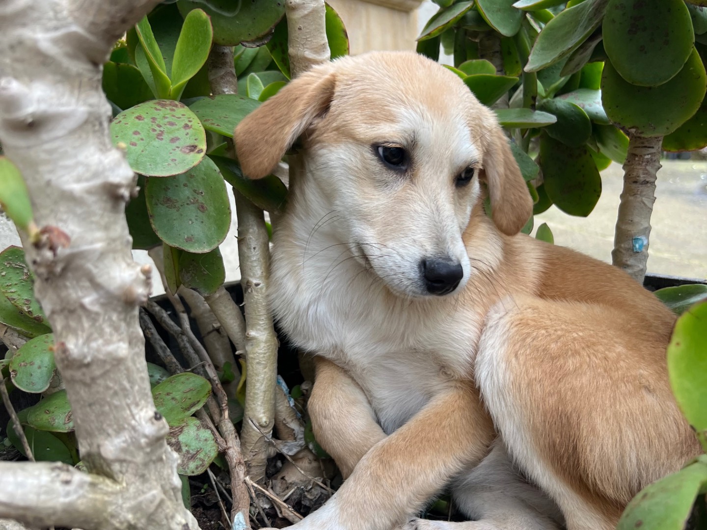 Adotta il cane Layla a Enna