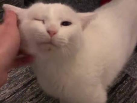 Adozione gatto, femmina, Razza sconosciuta Razza sconosciuta, 2 anni, taglia non valida, Torino