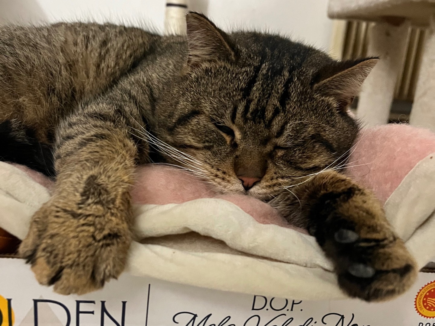 Adotta un gatto, maschio, 3 anni e 3 mesi, Padova