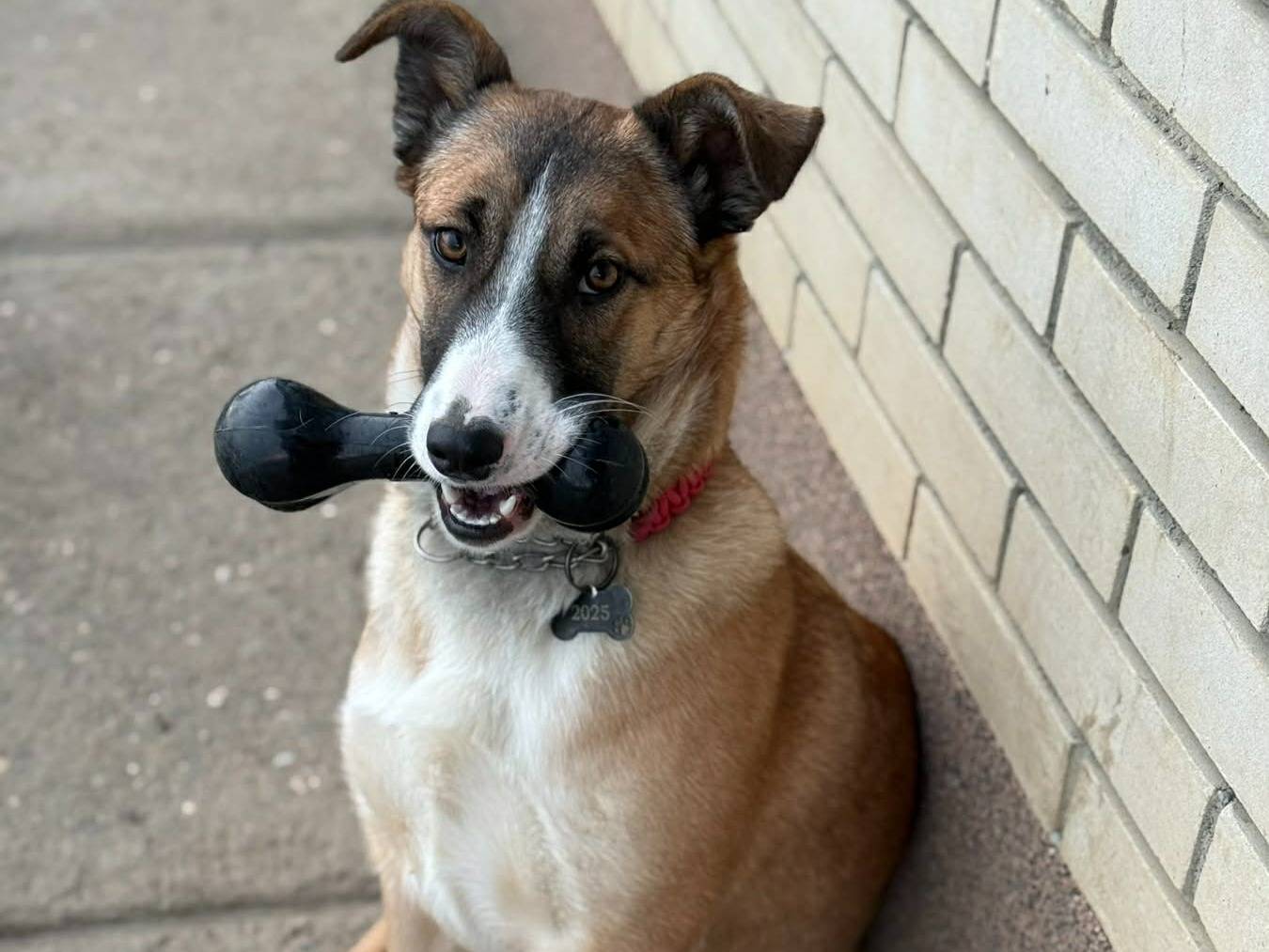 Adotta un cane, femmina, 7 mesi, Firenze