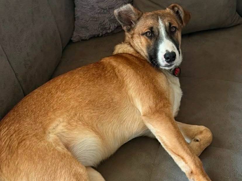 Adotta il cane ASTRA a Firenze