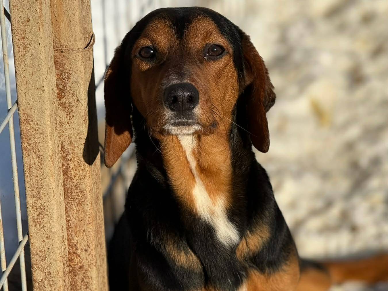 Adotta un cane, femmina, 5 mesi, Firenze