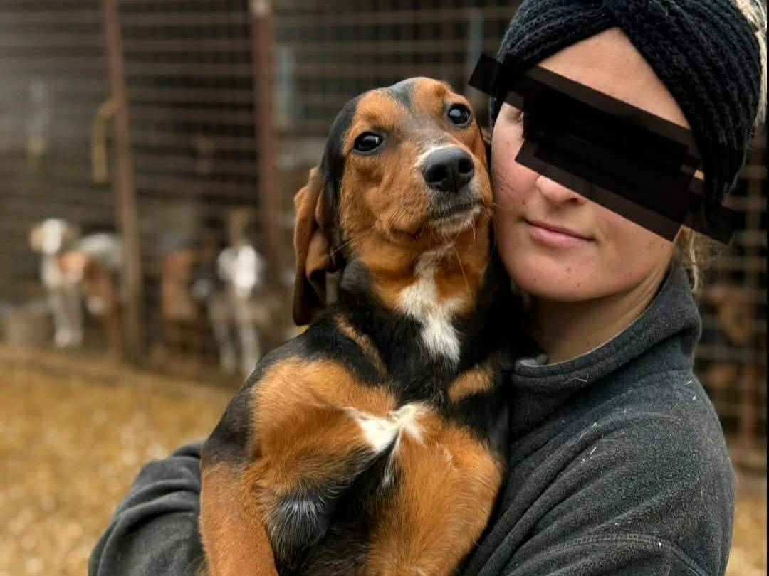 Adotta un cane, taglia media, femmina, Firenze