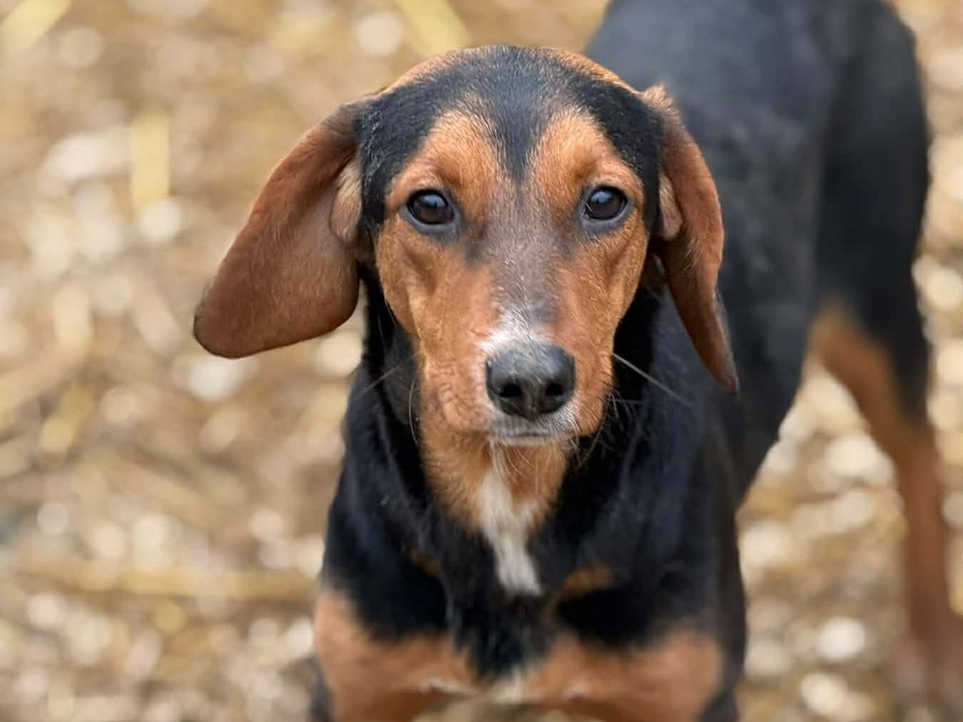 Vuoi adottare un cane a Firenze?