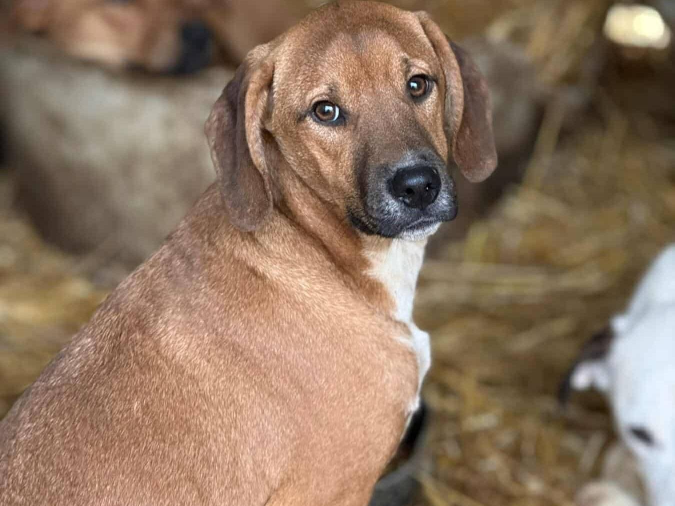 Adotta un cane, maschio, 4 mesi, Firenze