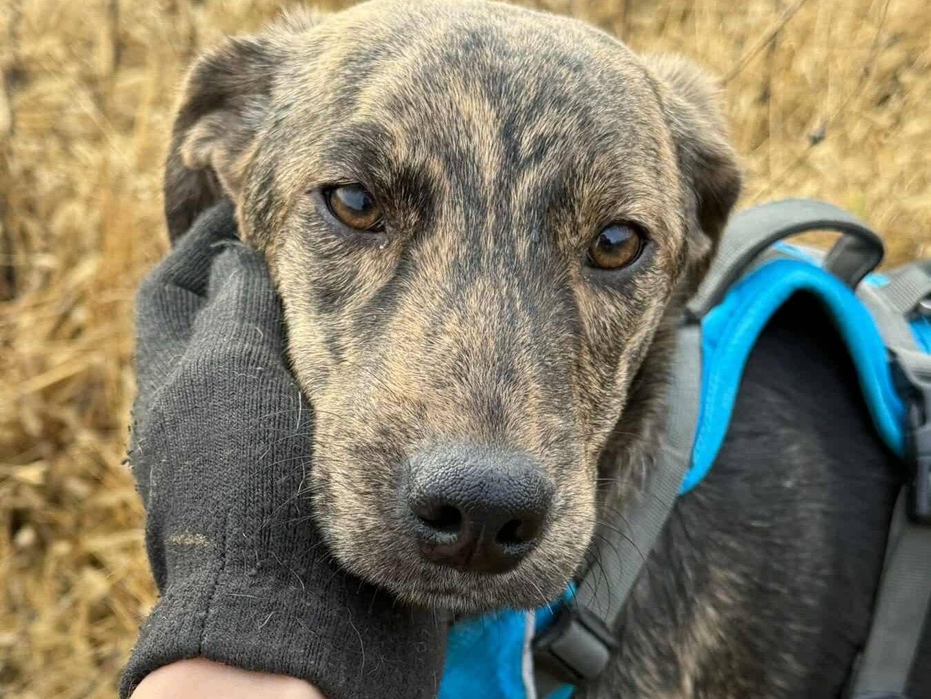 Adotta un cane, taglia media, femmina, Firenze