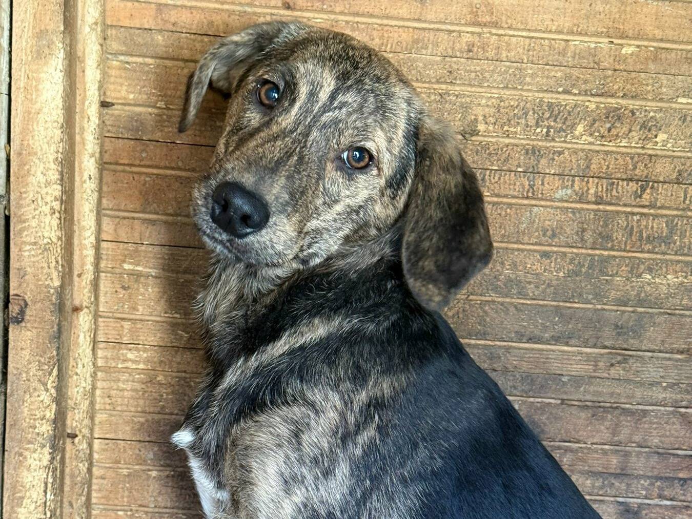 Vuoi adottare un cane a Firenze?