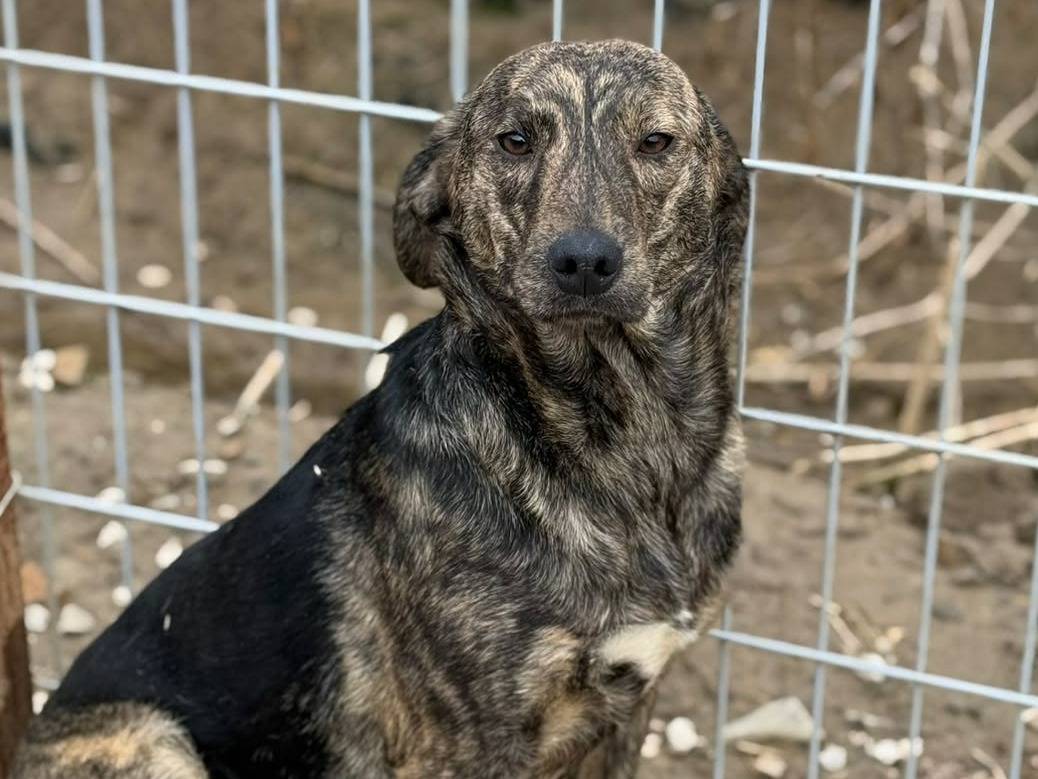 Adotta il cane PIKA a Firenze