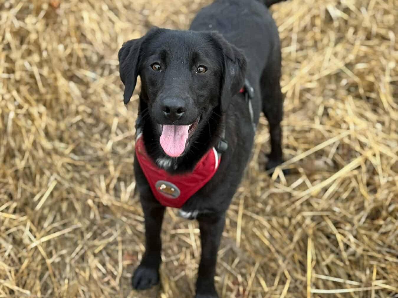Adotta un cane, femmina, 3 settimane, Firenze