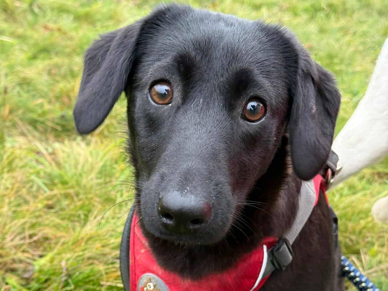 Adotta un cane, taglia media, femmina, Firenze