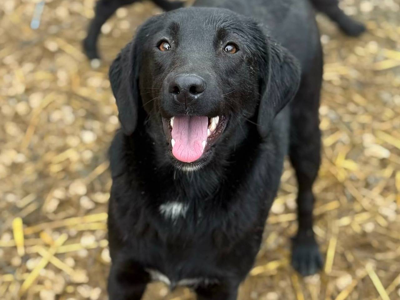 Vuoi adottare un cane a Firenze?
