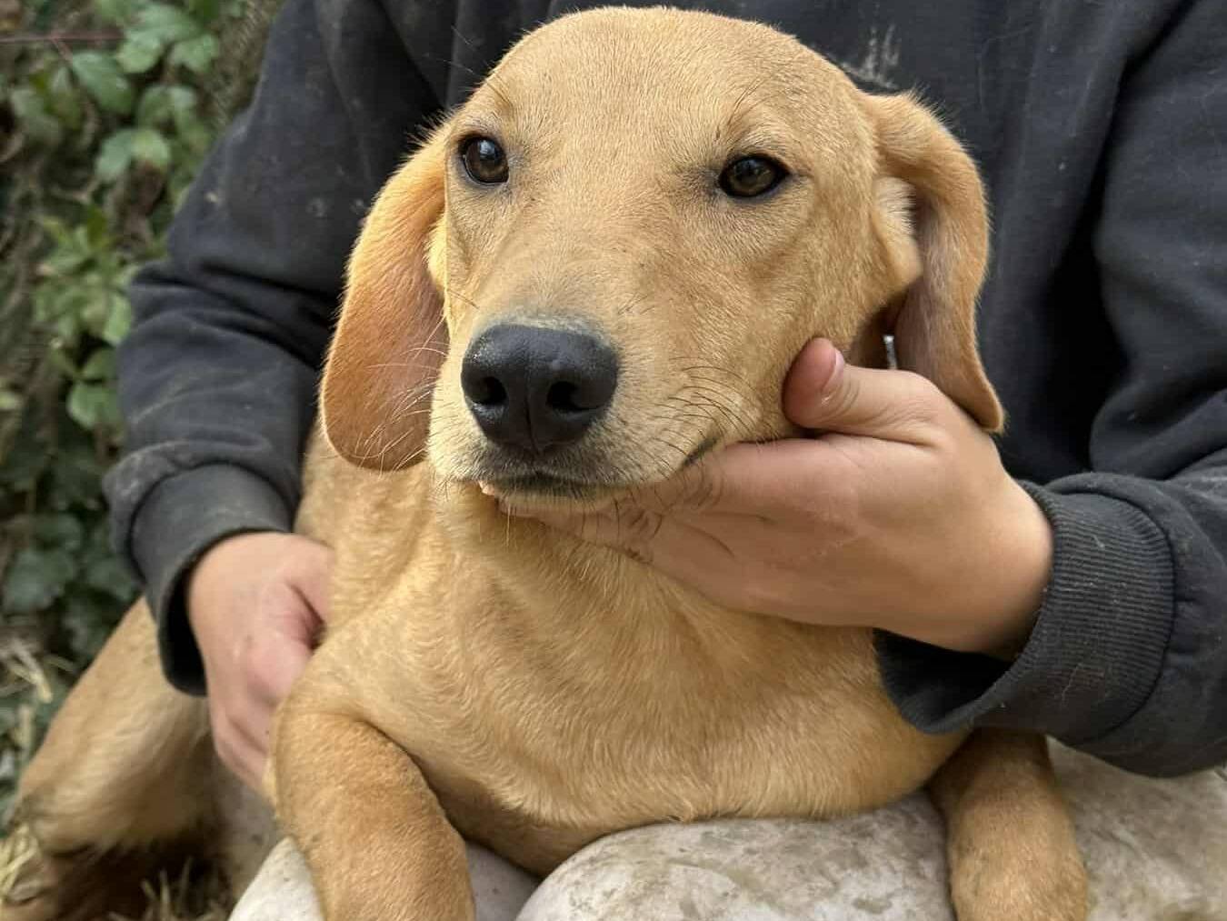 Adozione cane, maschio, Razza sconosciuta Razza sconosciuta, 5 mesi, taglia media, Firenze