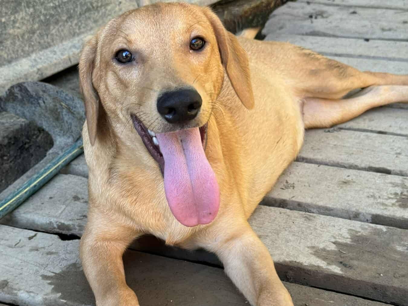 Vuoi adottare un cane a Firenze?