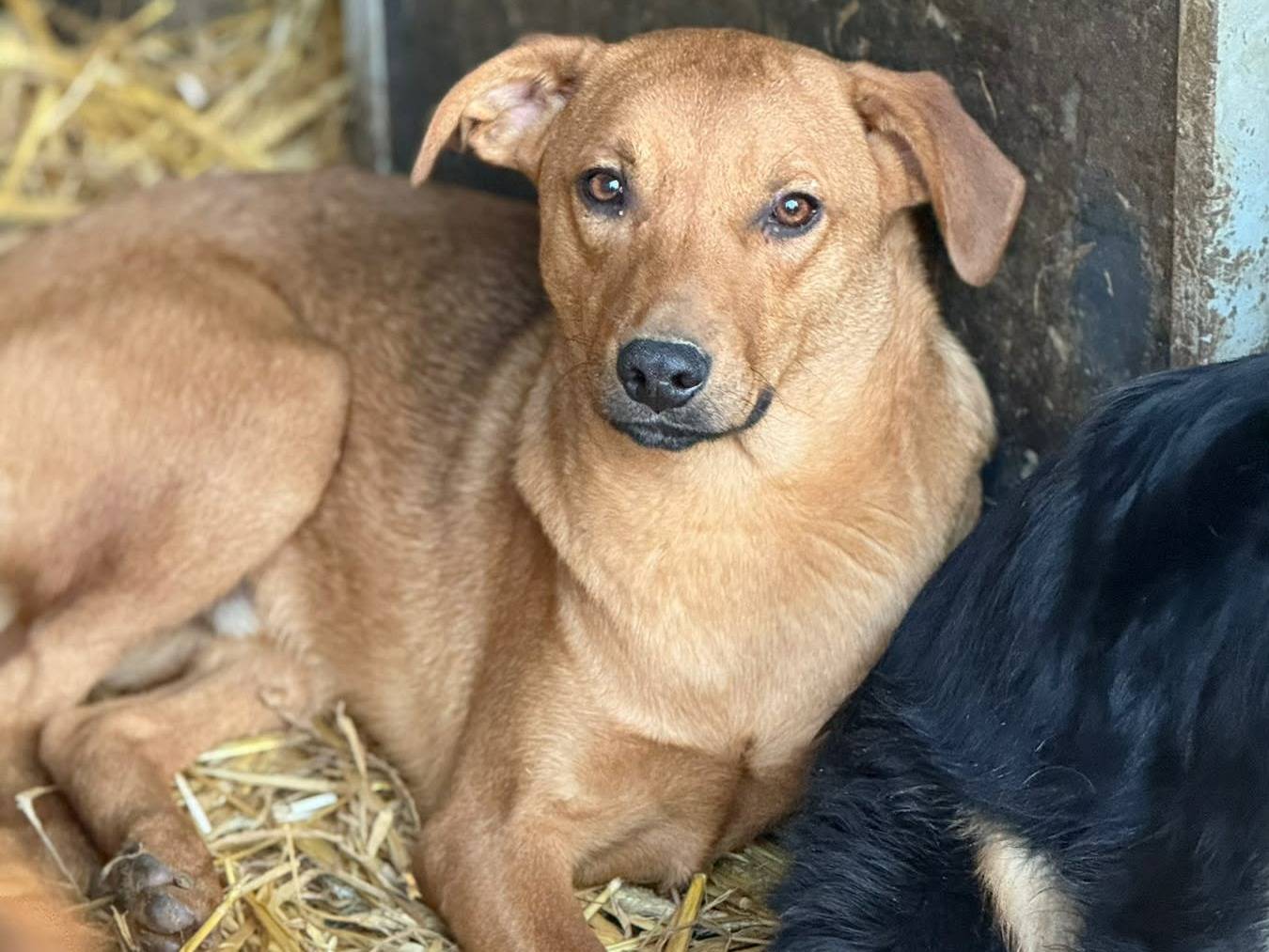 Adotta il cane ARON e ARES a Firenze