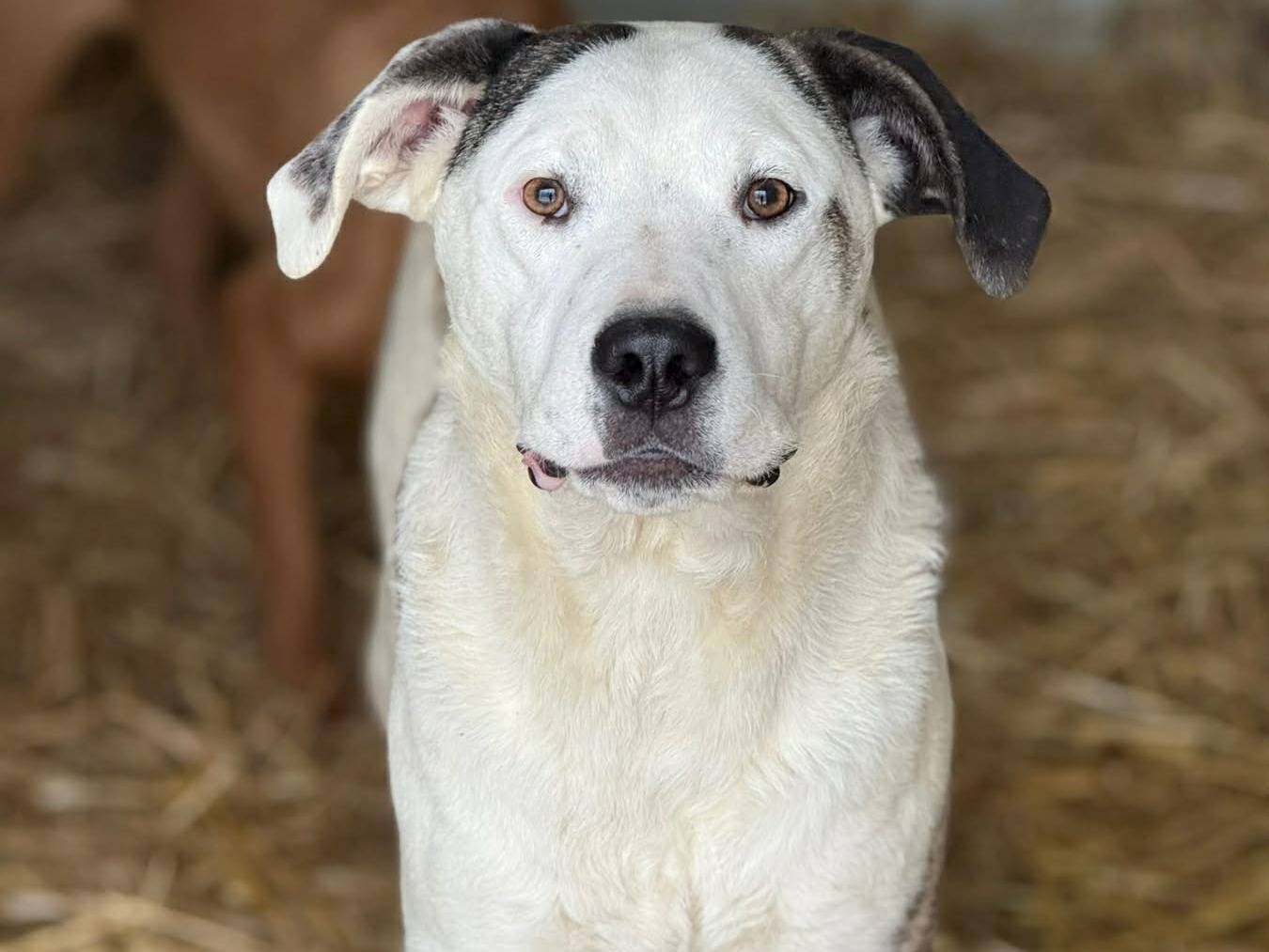 Adotta un cane, maschio, 7 mesi, Firenze