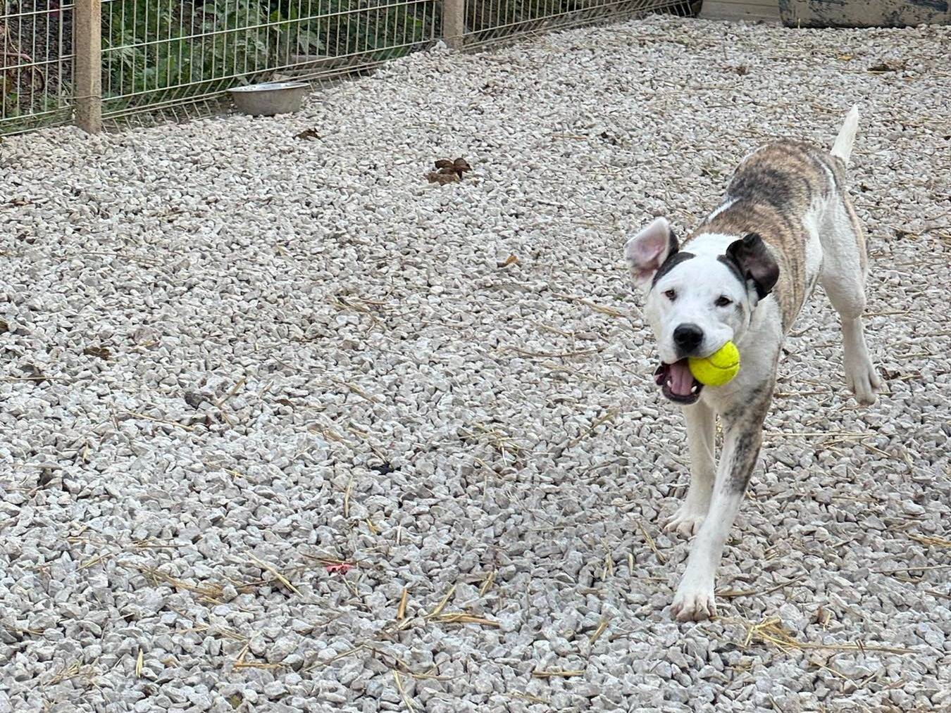 Adotta il cane ALFA a Firenze