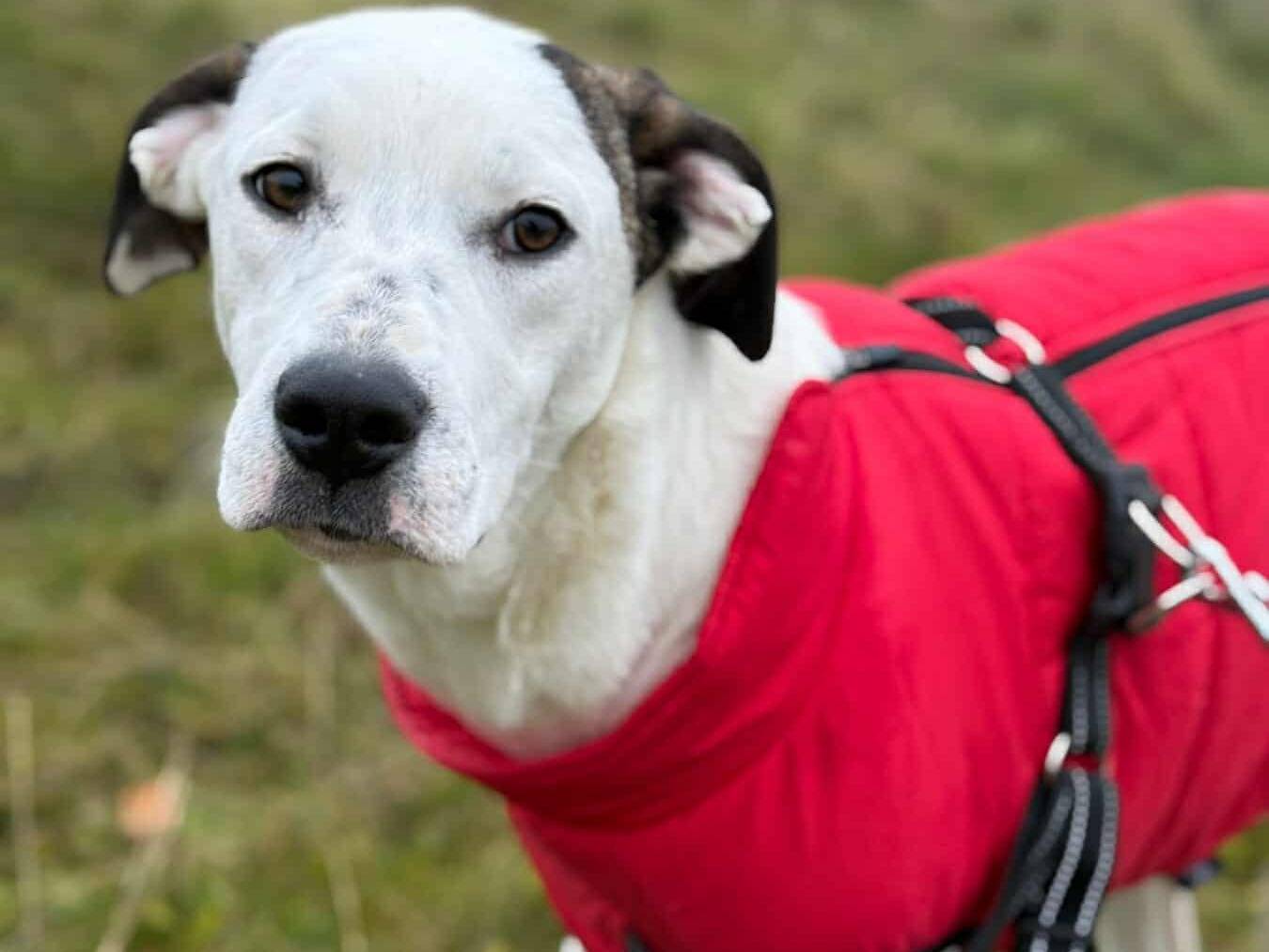 Adotta un cane, femmina, 6 mesi, Firenze