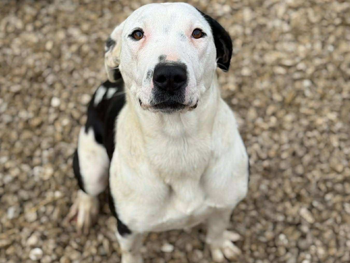 Adozione cane, femmina, Pitbull Razza sconosciuta, 8 mesi, taglia media, Firenze