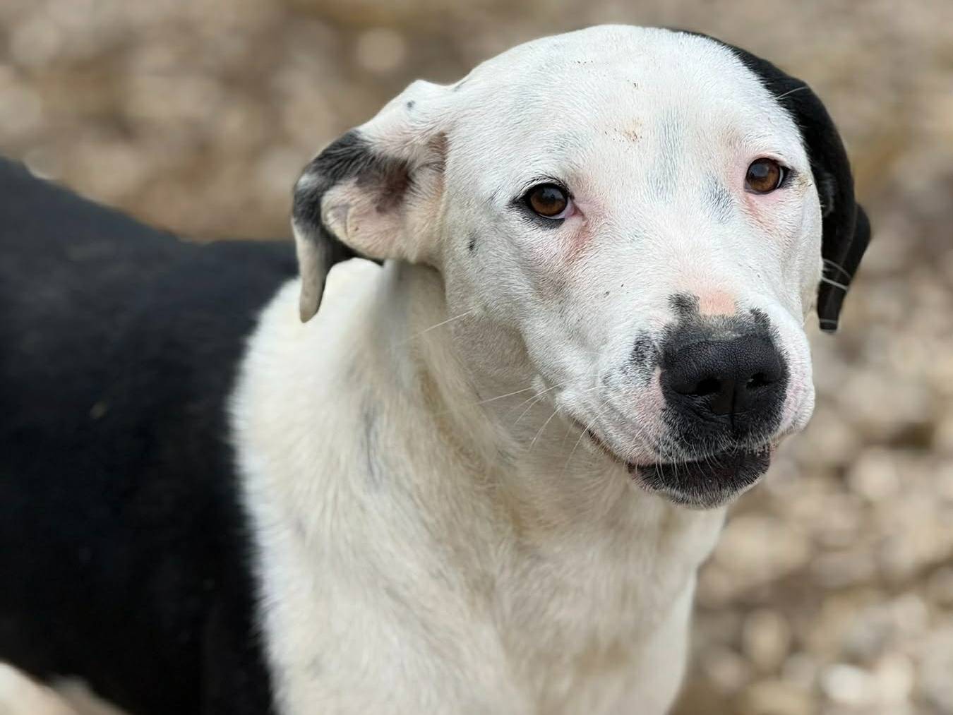 Adotta un cane, femmina, 8 mesi, Firenze