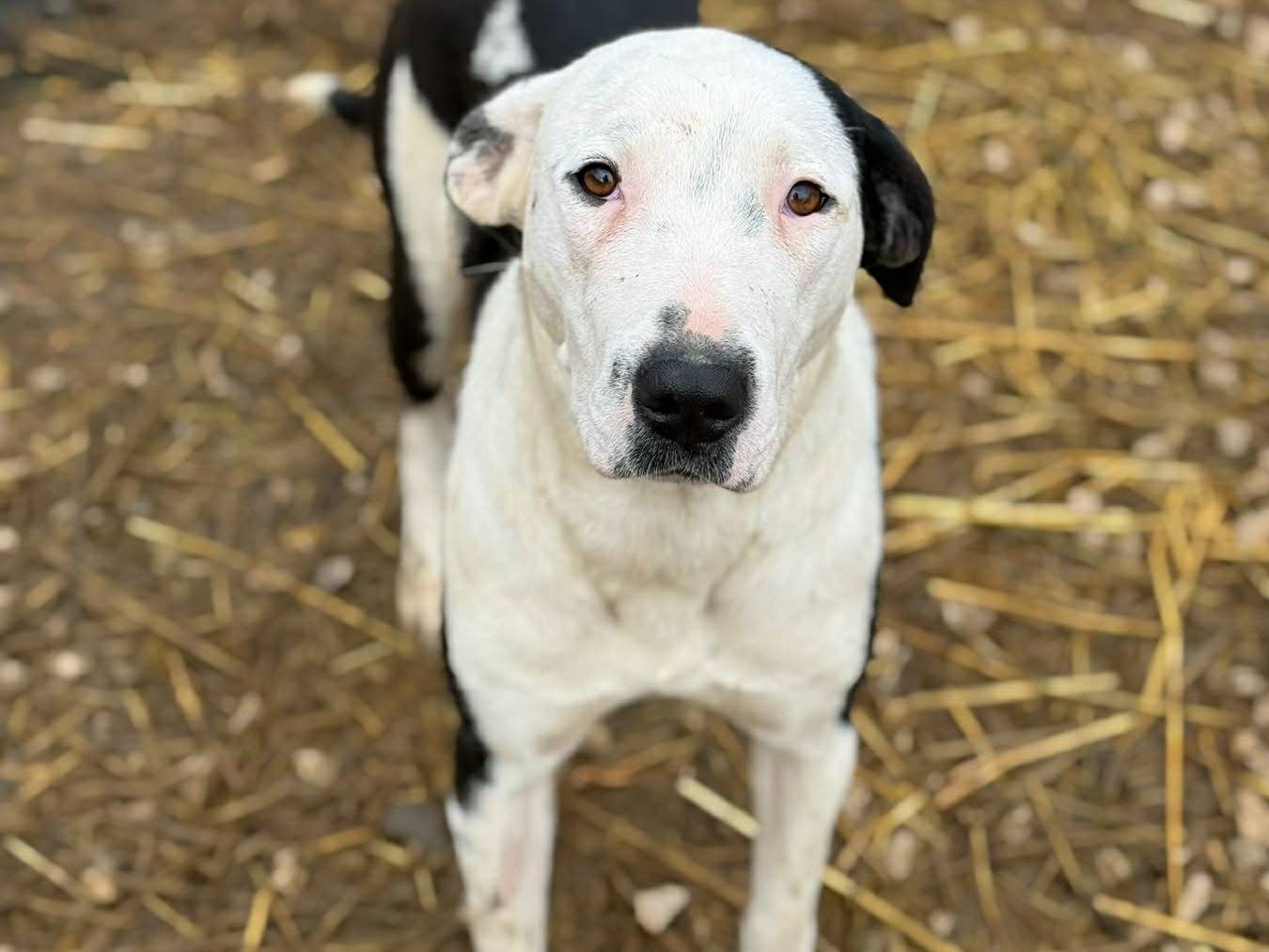 Vuoi adottare un cane a Firenze?