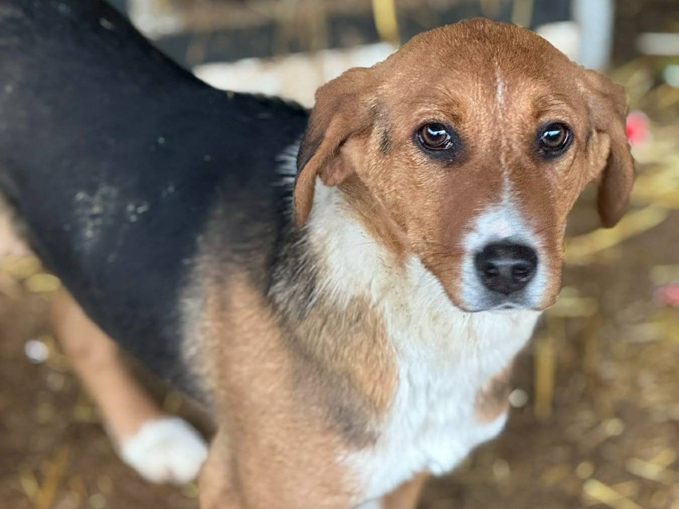 Adotta un cane, femmina, 6 mesi, Firenze