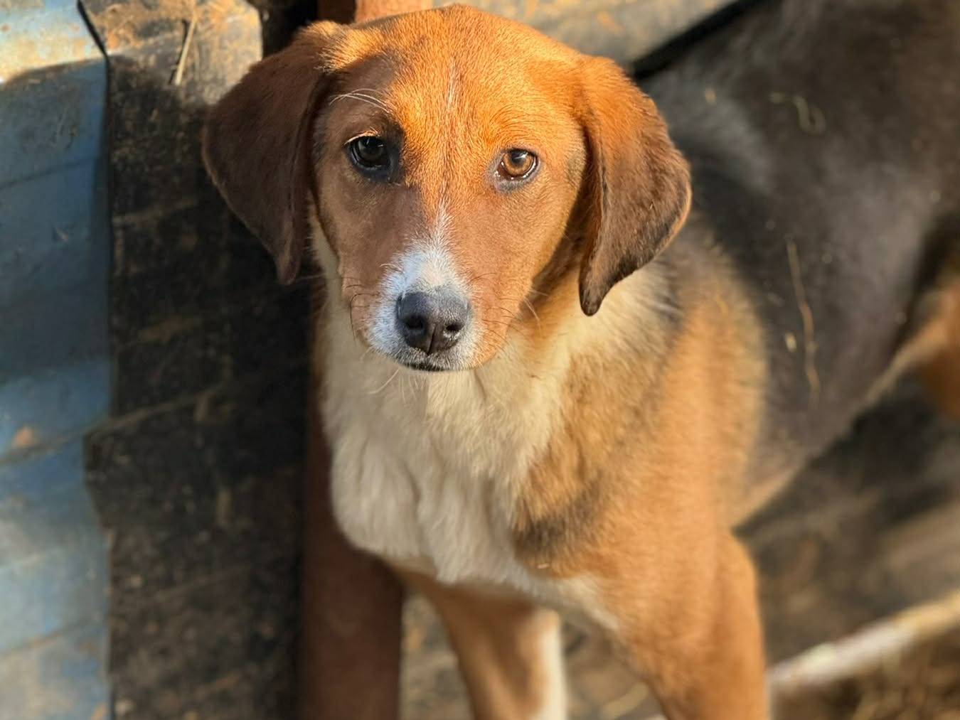 Adotta un cane, taglia media contenuta, femmina, Firenze