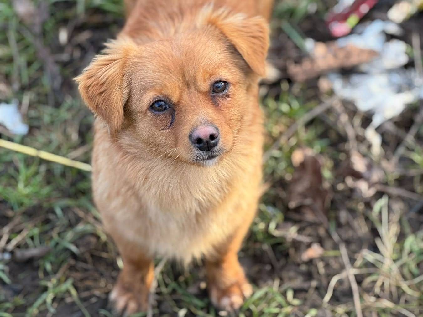 Adozione cane, femmina, Volpino di Pomerania Razza sconosciuta, 7 mesi, taglia piccola, Firenze