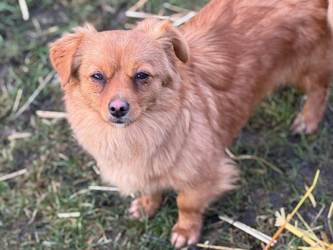 Adotta un cane, femmina, 7 mesi, Firenze