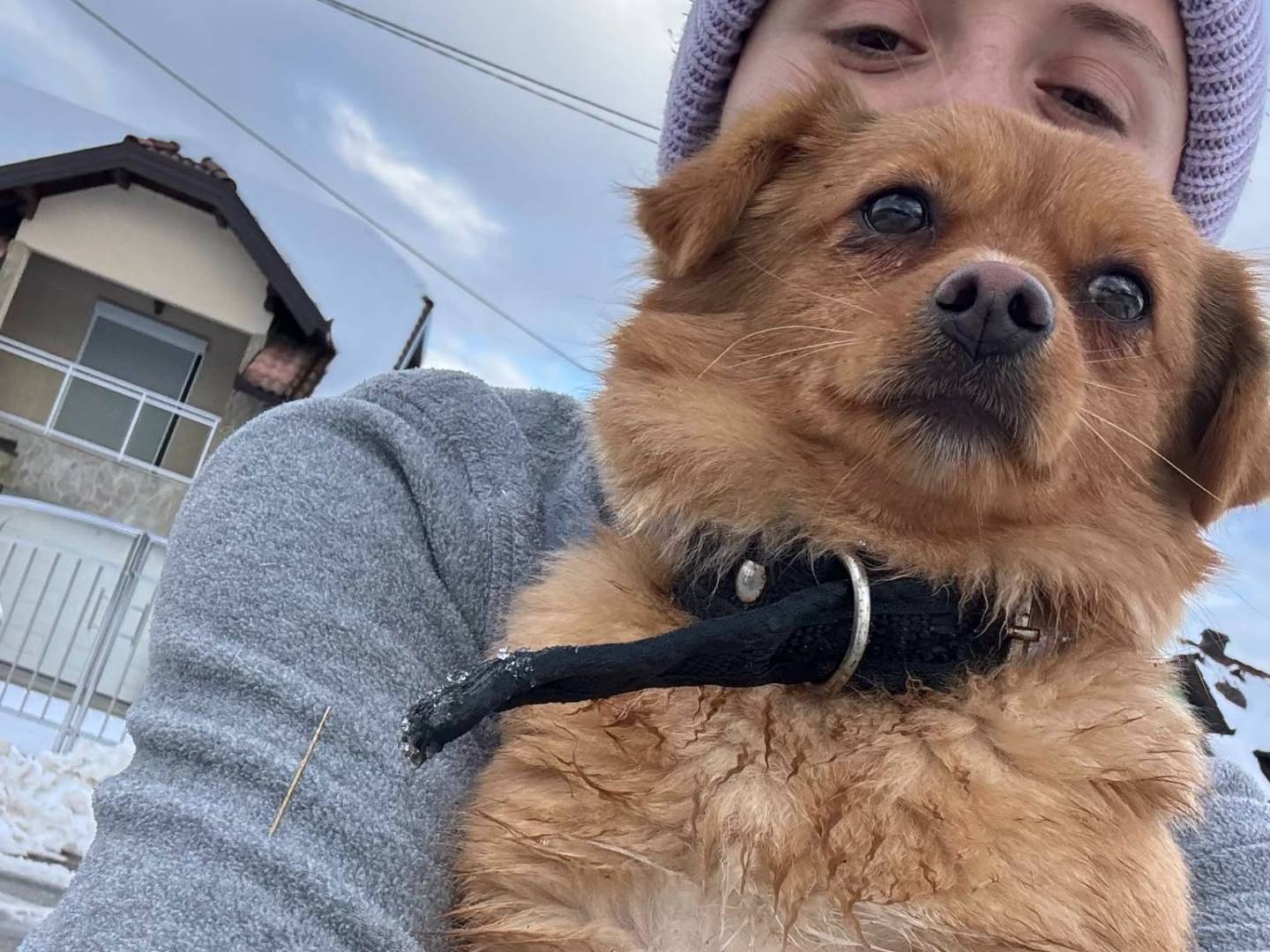 Adotta un cane, taglia piccola, femmina, Firenze