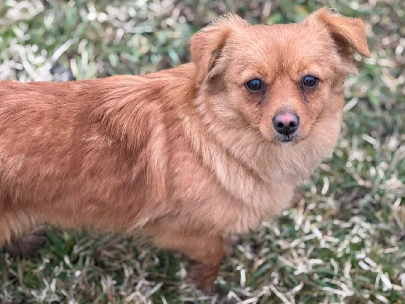 Vuoi adottare un cane a Firenze?