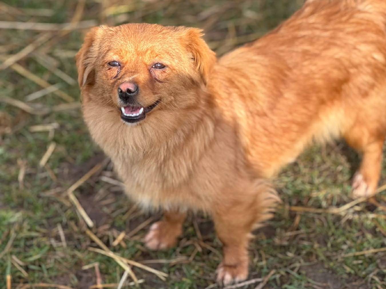 Adotta il cane ZLATA a Firenze