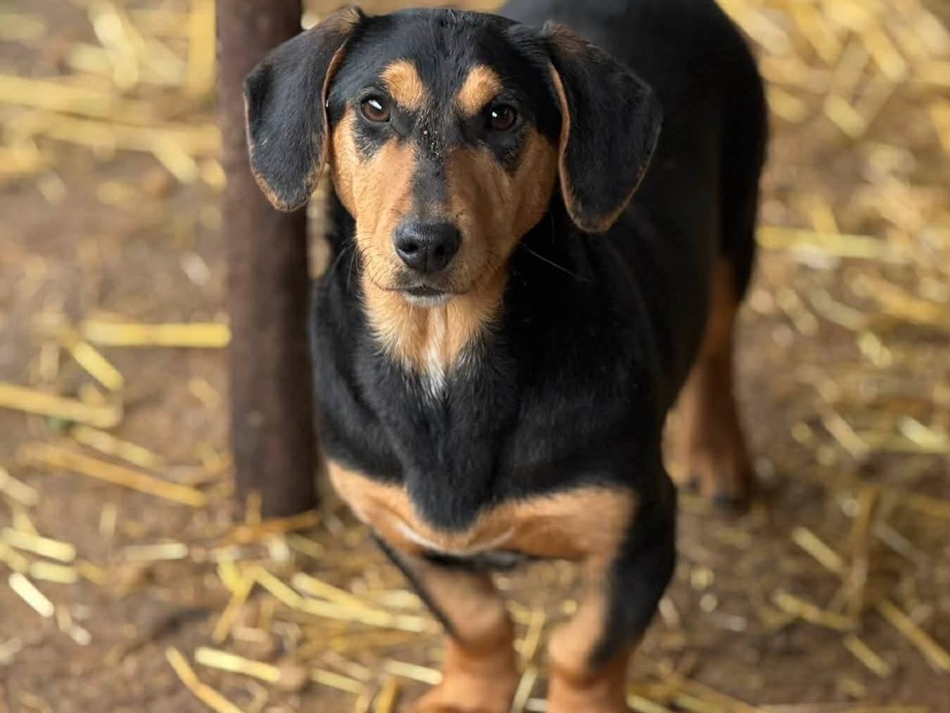 Adotta il cane LIVIA a Firenze