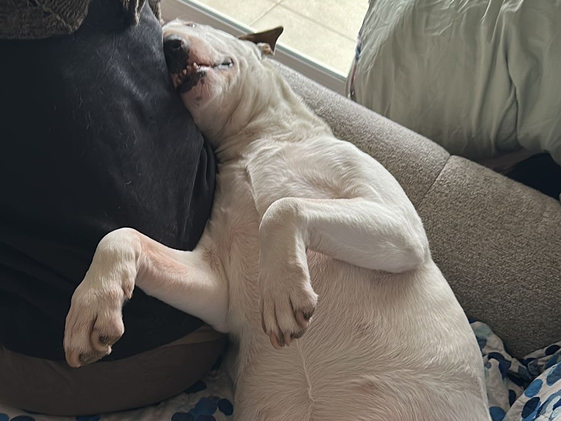 Adotta un cane, taglia media, femmina, Latina