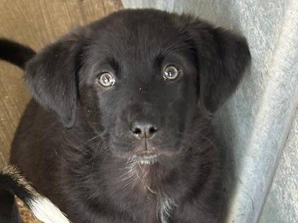 Adotta un cane, maschio, 2 mesi, Trapani