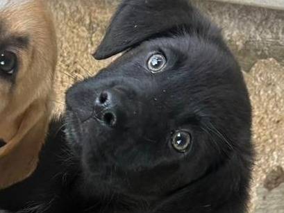 Vuoi adottare un cane a Trapani?