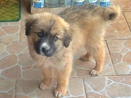 Adozione cane, maschio, Razza sconosciuta Razza sconosciuta, 2 mesi, taglia media, Agrigento