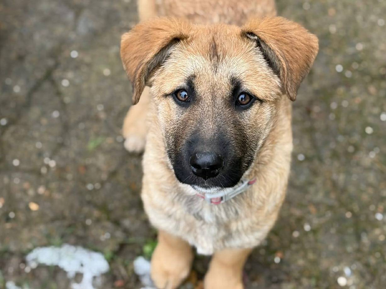 Adotta un cane, femmina, 5 mesi, Firenze