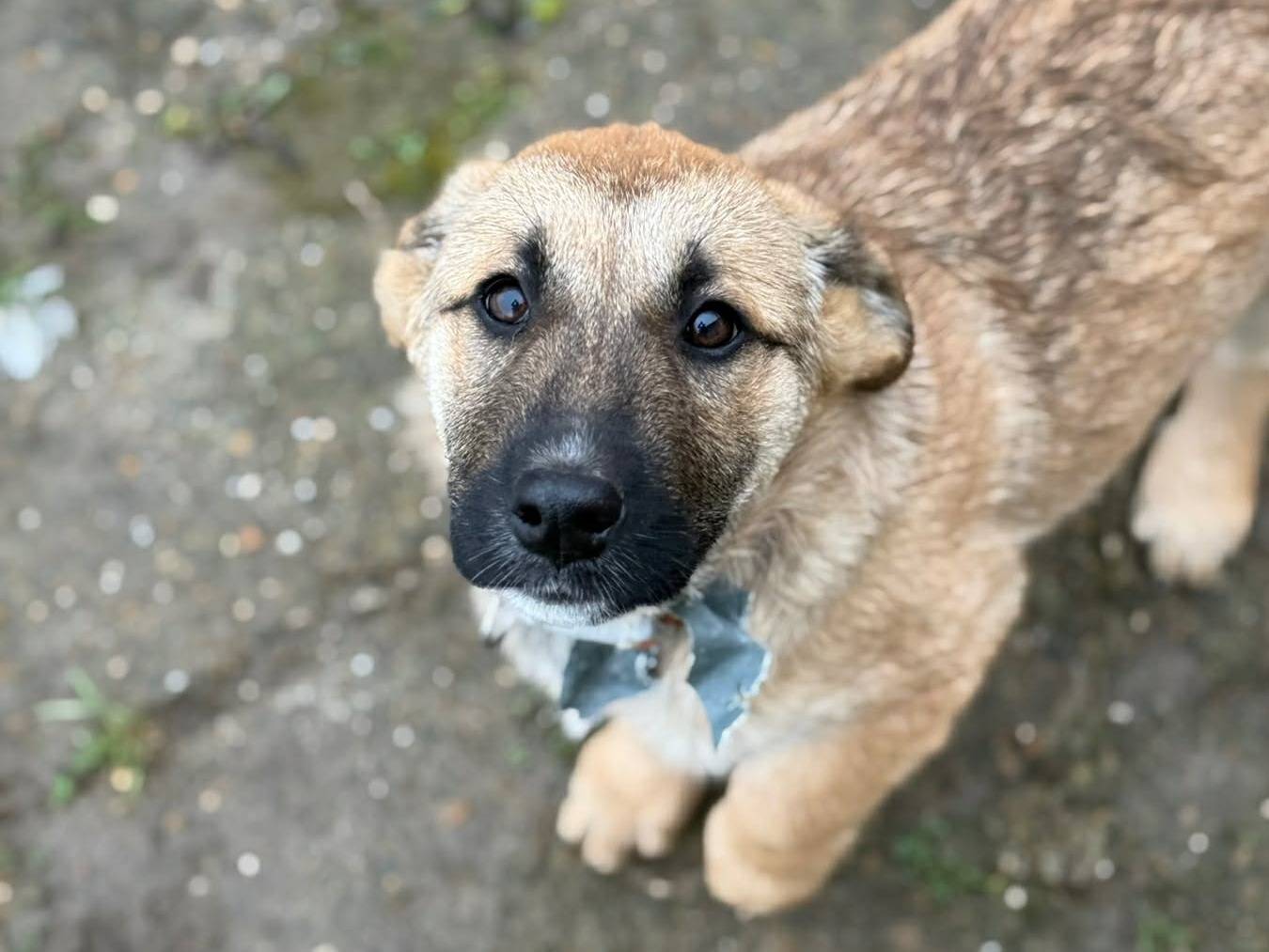 Adotta un cane, taglia grande, femmina, Firenze