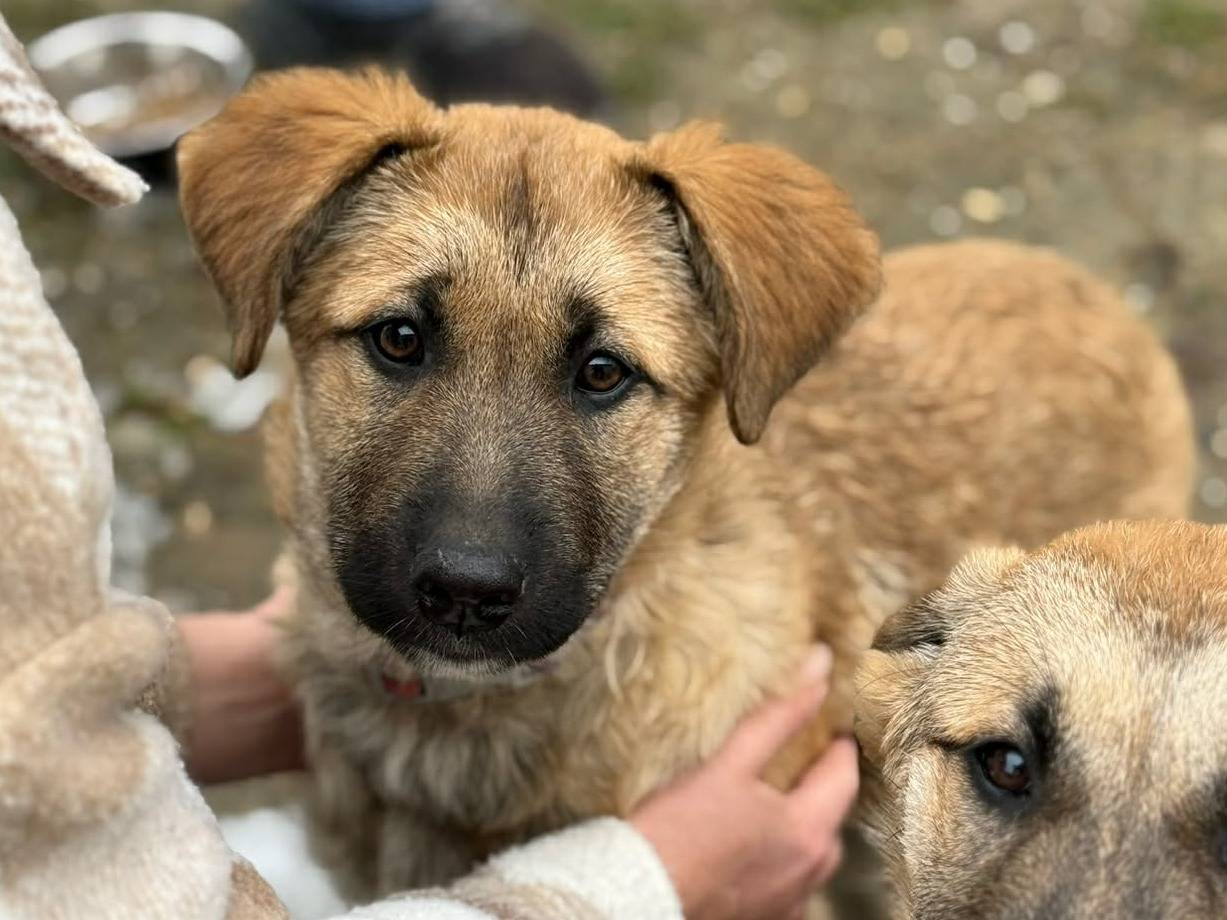Vuoi adottare un cane a Firenze?