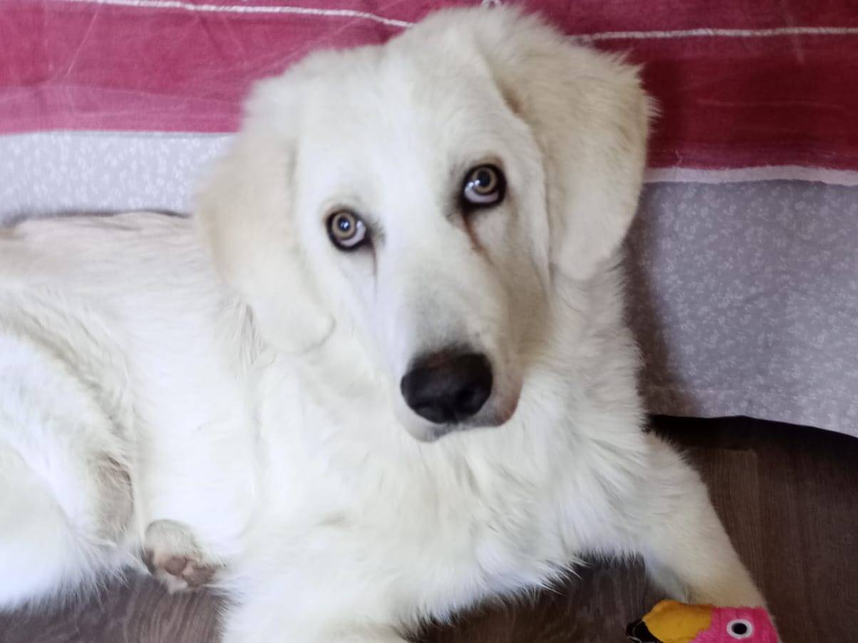 Adozione cane, maschio, Pastore maremmano Razza sconosciuta, 1 anno, taglia grande, Milano