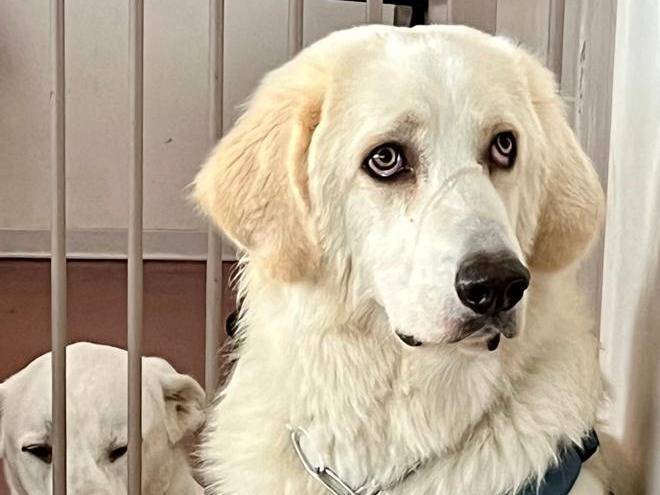 Adotta un cane, maschio, 1 anno, Milano