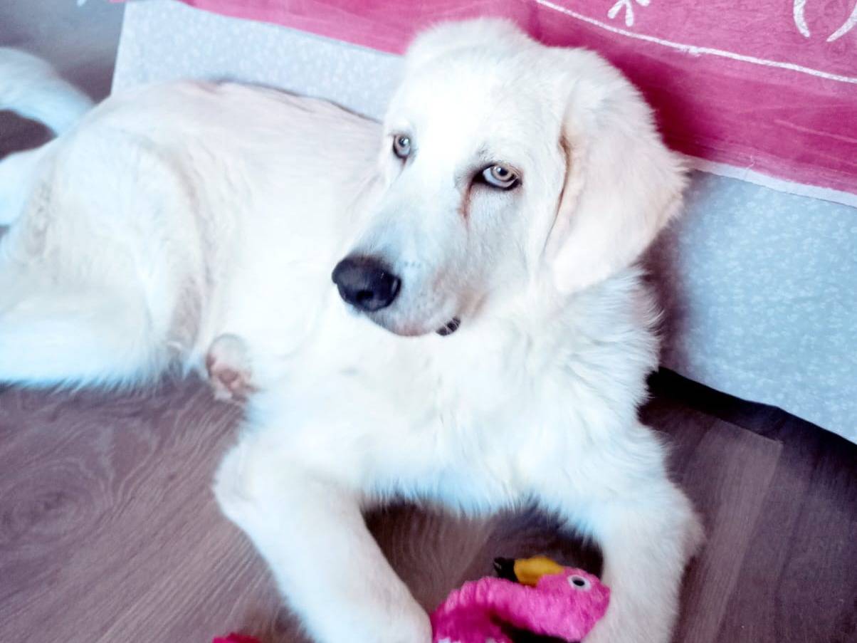 Adotta un cane, taglia grande, maschio, Milano