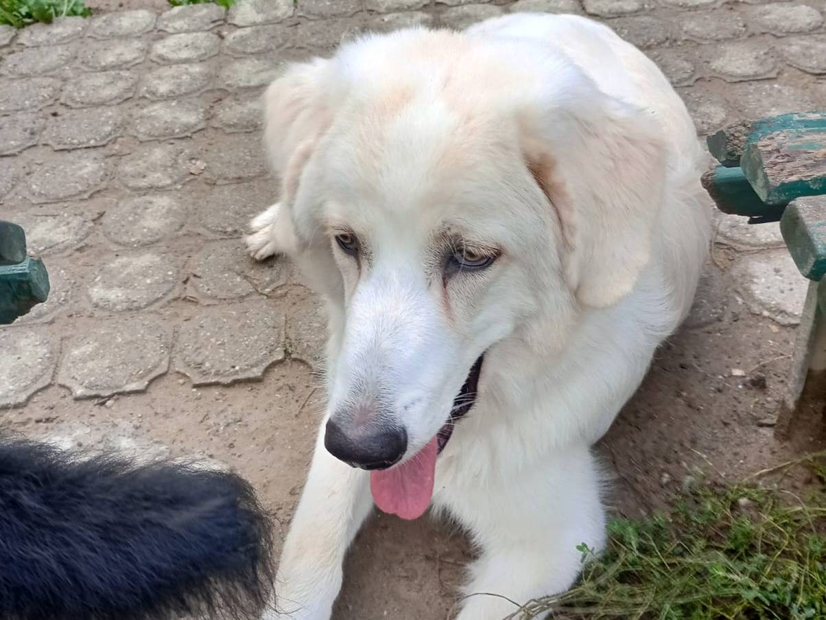 Vuoi adottare un cane a Milano?