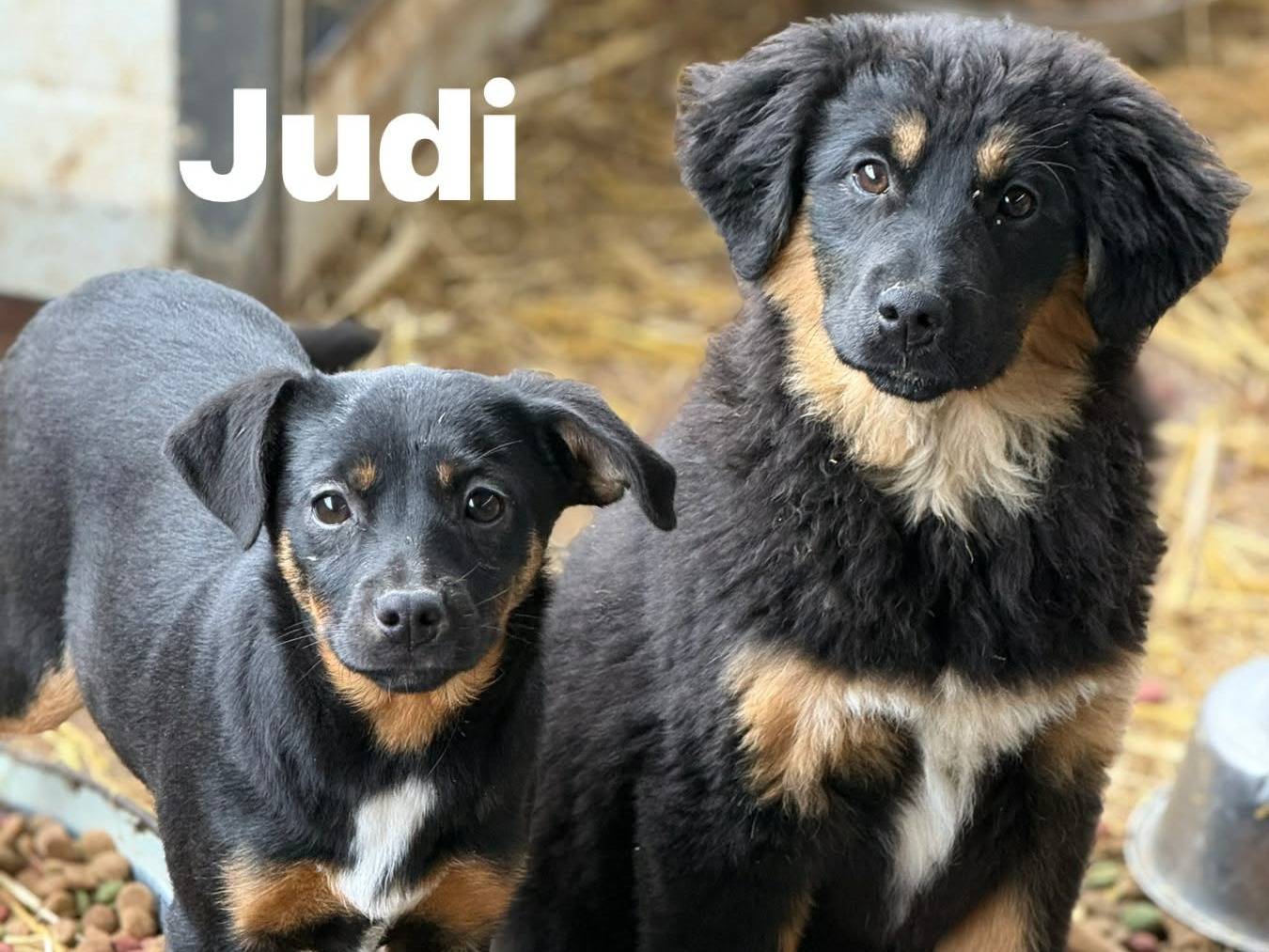 Adozione cane, femmina, Razza sconosciuta Razza sconosciuta, 4 mesi, taglia media, Firenze